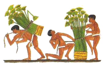Papyrusabtransport